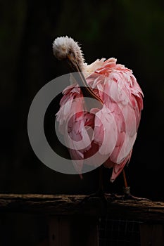 The roseate spoonbill Platalea ajaja cleaining the rose feather