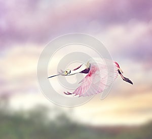 Roseate Spoonbill (Platalea ajaja)