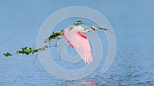 Roseate Spoonbill (Platalea ajaja) flying with a large branch for its nest in tow