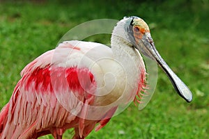 Roseate Spoonbill - Platalea ajaja gregarious wading bird of the ibis and spoonbill family, Threskiornithidae