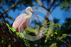 Roseate Spoonbill - Platalea ajaja gregarious wading bird of the ibis and spoonbill family, Threskiornithidae