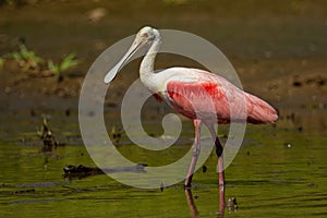 Roseate Spoonbill - Platalea ajaja gregarious wading bird of the ibis and spoonbill family, Threskiornithidae