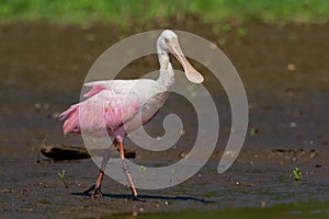 Roseate Spoonbill - Platalea ajaja gregarious wading bird of the ibis and spoonbill family, Threskiornithidae