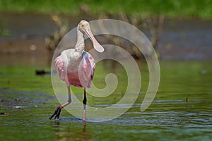 Roseate Spoonbill - Platalea ajaja gregarious wading bird of the ibis and spoonbill family, Threskiornithidae