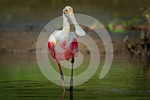 Roseate Spoonbill - Platalea ajaja gregarious wading bird of the ibis and spoonbill family, Threskiornithidae