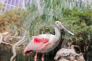 Roseate Spoonbill, Platalea ajaja, a Gregarious Wading Bird of the Ibis and Spoonbill Family and from Threskiornithidae Family