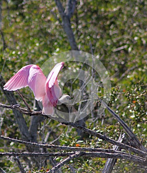 Roseate Spoonbill (Platalea Ajaja)