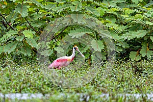 Roseate spoonbill - Platalea ajaja, Refugio de Vida Silvestre Cano Negro, Wildlife and bird watching in Costa Rica photo