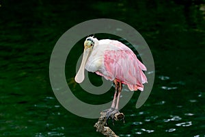 Roseate spoonbill Platalea ajaja