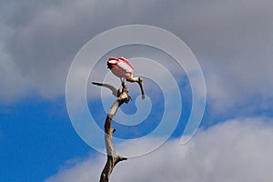 Roseate Spoonbill (Platalea ajaja) in tree.