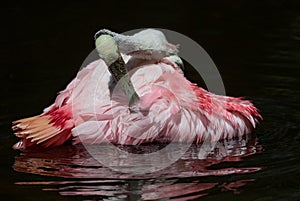 Roseate Spoonbill Portrait