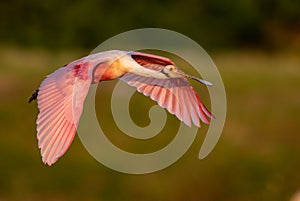 Roseate Spoonbill Portrait