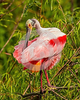 Roseate Spoonbill preens while standing on tree branch