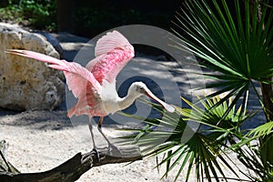 A Roseate Spoonbill prepares to takeoff.