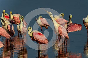 Roseate spoonbill, sanibel