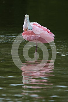 Roseate Spoonbill - Sanibel Island, Florida