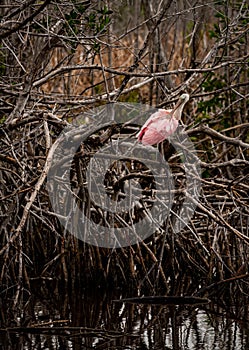 Roseate Spoonbill Sits Above Tannin Colored Water and Grooms Itself