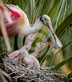 Roseate Spoonbill in Florida