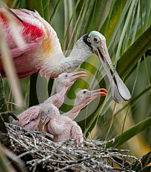 Roseate Spoonbill in Florida photo