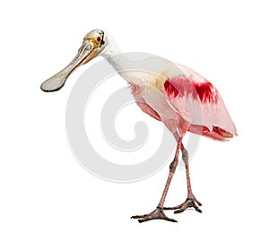 Roseate spoonbill standing, isolated