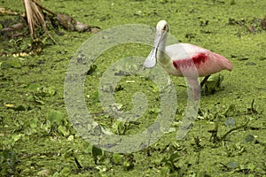 Roseate spoonbill standing among water plants in the Florida eve