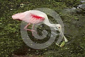 Roseate spoonbill sweeping its bill in the water, Florida everglades.