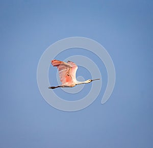 Roseate Spoonbill takes flight
