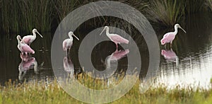 Four Pink Roseate Spoonbill Wading Birds Populate a Georgia Swamp photo