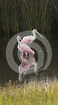 Two Roseate Spoonbills Wade in the Marsh in Georgia United State photo