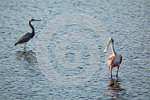 Roseate spoonbill wading in the water at Merritt Island, Florida