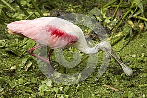Roseate spoonbill wading through water plants at Corkscrew Swamp