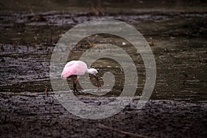 Roseate spoonbill waterfowl wading bird called Platalea ajaja