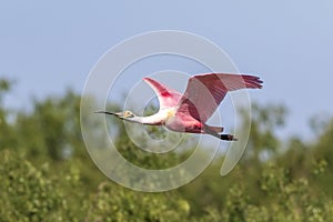 Roseate spoonbill in Weslaco, Texas