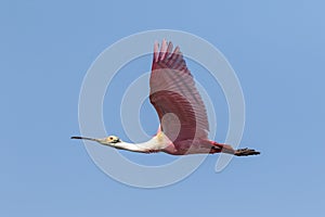 Roseate spoonbill in Weslaco, Texas