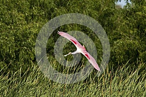 Roseate spoonbill in Weslaco, Texas