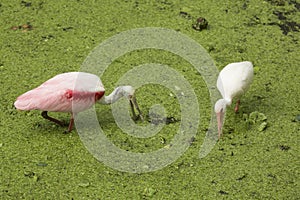 Roseate spoonbill and white ibis searching for food, Florida eve