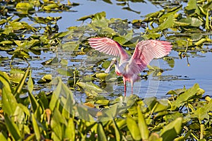 Roseate Spoonbill Wing Spread