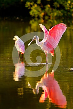 Roseate spoonbill (Platalea ajaja) photo