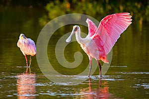 Roseate spoonbill (Platalea ajaja)