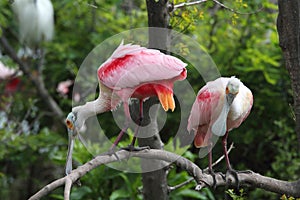 Roseate Spoonbills photo