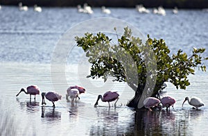 Roseate spoonbills photo