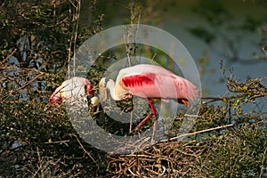 Roseate Spoonbills