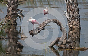 Roseate Spoonbills photo