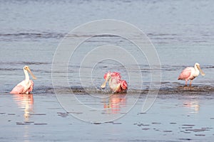 Roseate Spoonbills Bathing, J.N. Ding Darling National Wildl