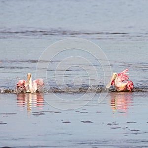 Roseate Spoonbills Bathing, J.N. Ding Darling National Wildl