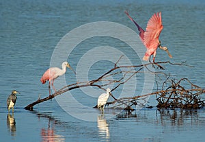 Roseate Spoonbills at Ding Darling Wildlife Refuge