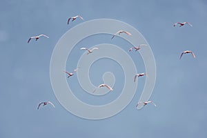 Roseate Spoonbills Flying