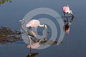 Roseate Spoonbills Foraging, Tricolored Heron, Merritt Island Na