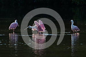 Roseate Spoonbills in the golden hour, J.N. ''Ding'' Darling Nat