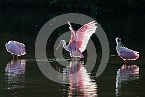 Roseate Spoonbills in the golden hour, J.N. ''Ding'' Darling Nat